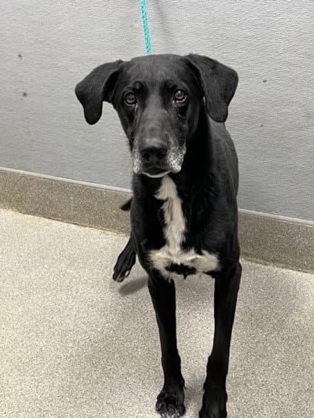 Lune - Labrador Retriever