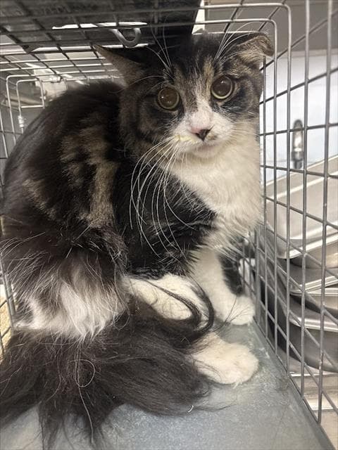 Herra - Domestic Long Hair