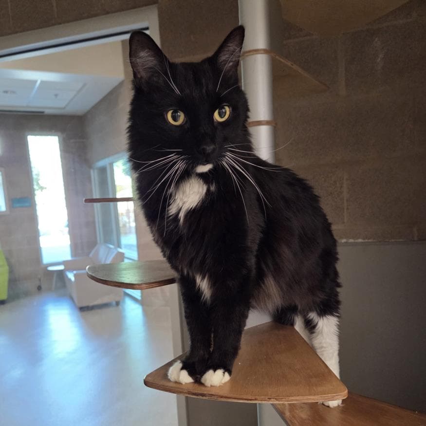 Baby Boy - Domestic Short Hair