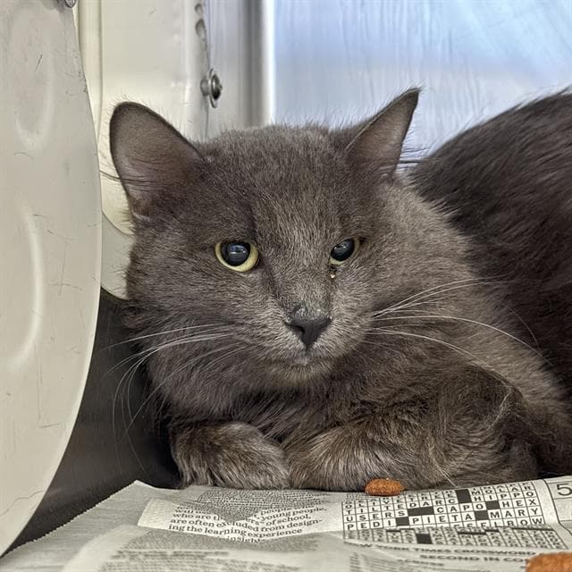 Snickers - Domestic Long Hair