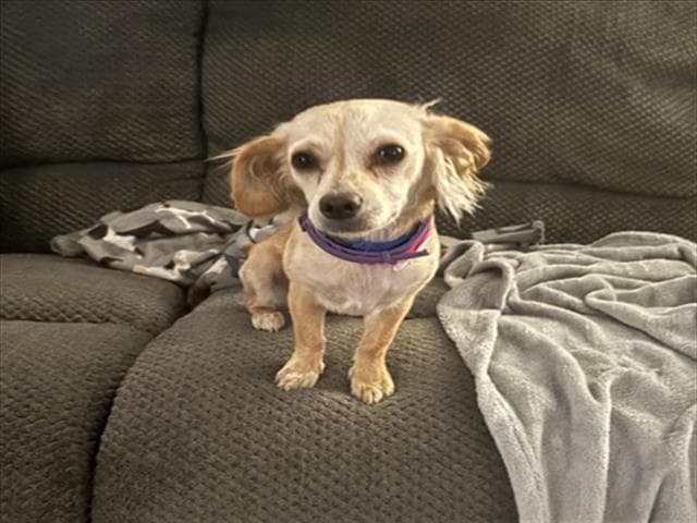 Naponika - Chihuahua