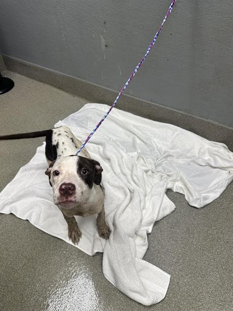 Gloria - Pit Bull Terrier