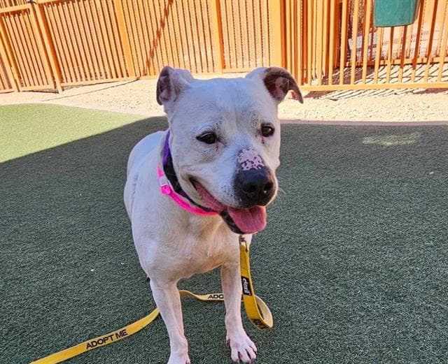 Hera - Pit Bull Terrier