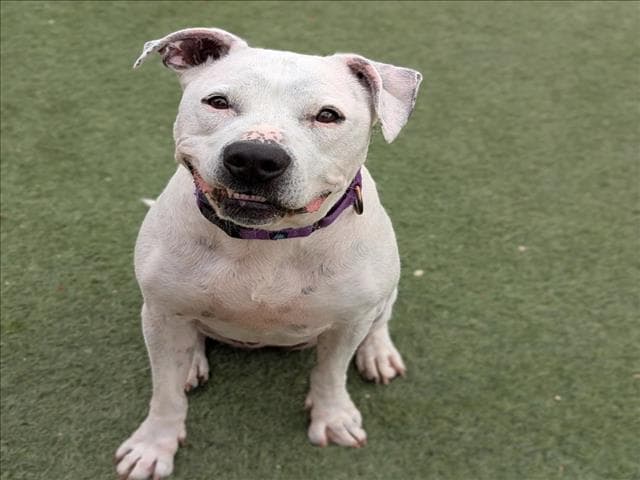 Hera - Pit Bull Terrier