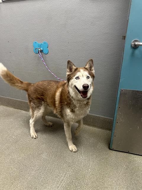 Max - Husky