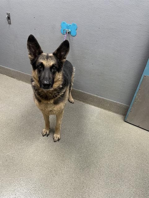 Zoro - German Shepherd Dog