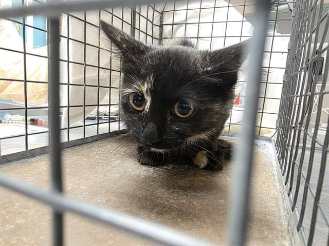 Starlight - Domestic Short Hair