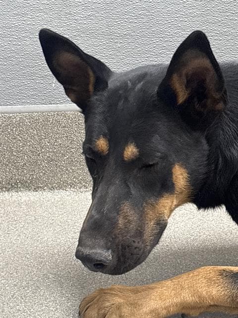 Rikki - German Shepherd Dog