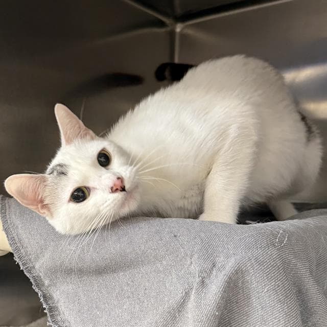 Stimley - Domestic Short Hair
