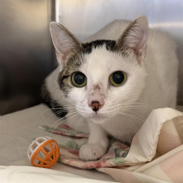 Casette - Domestic Short Hair