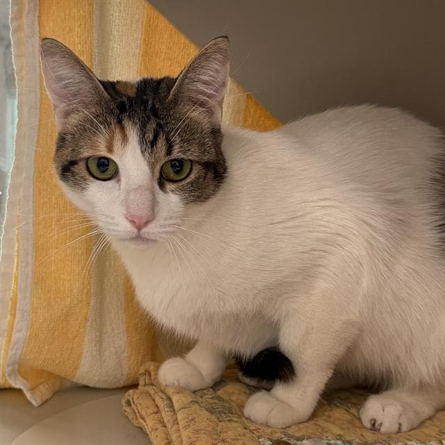 Viper - Domestic Short Hair
