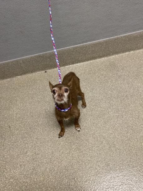 Cindy - Chihuahua