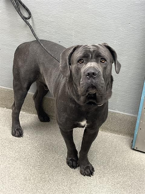 Dumbo - Cane Corso Mastiff