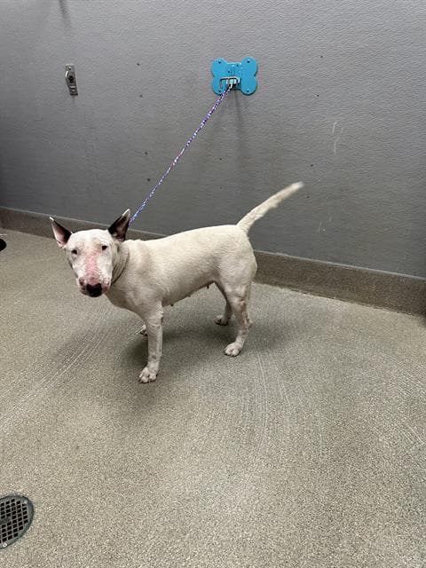 Pina Colada - Bull Terrier