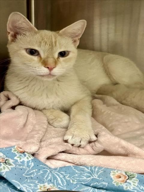 Marge - Domestic Short Hair