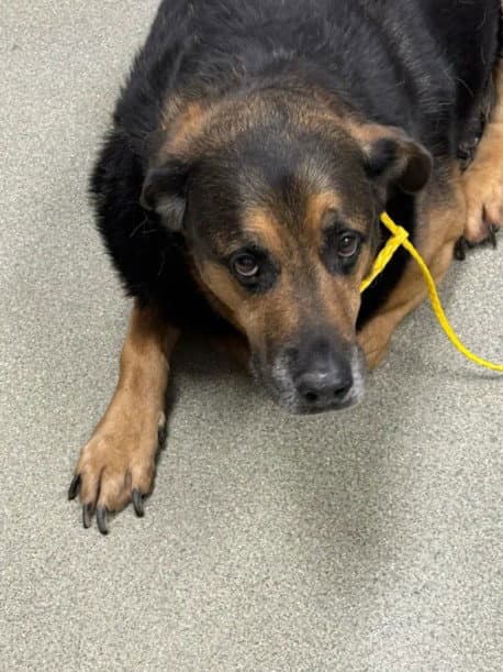 Brady - German Shepherd Dog