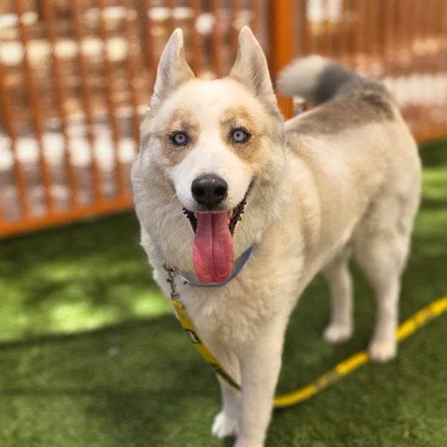 Jim - Siberian Husky