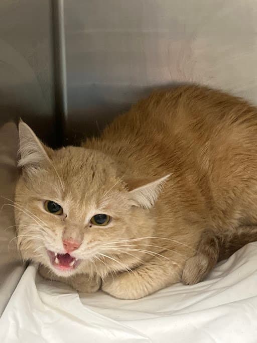 Wild Thing - Domestic Short Hair
