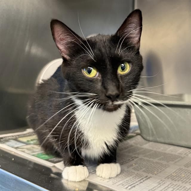 Coco Paws - Domestic Short Hair