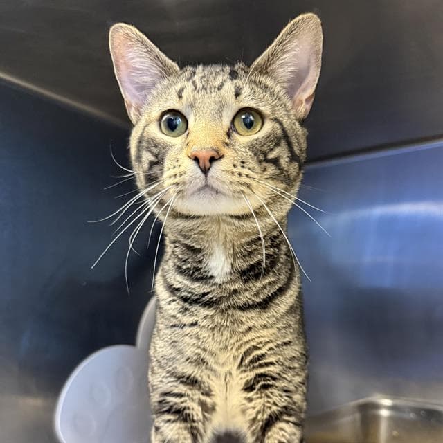Pickles - Domestic Short Hair