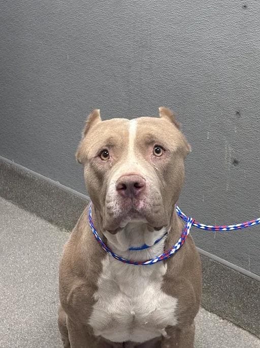 Stafford - Pit Bull Terrier