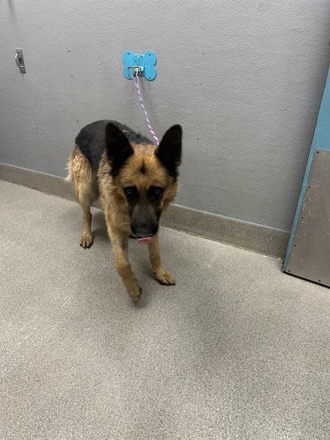 Miles - German Shepherd Dog