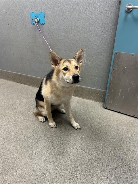 Constance - German Shepherd Dog