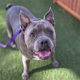 Chata image 1