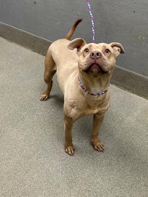 Expresso - Pit Bull Terrier