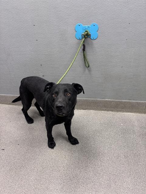 Brazen - Labrador Retriever