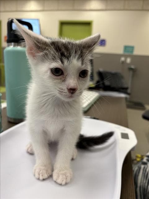 Edgar - Domestic Short Hair