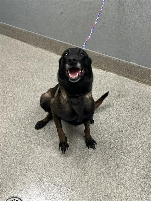 Gorgeous - Belgian Shepherd Malinois