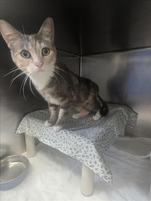 Sunshine - Domestic Short Hair