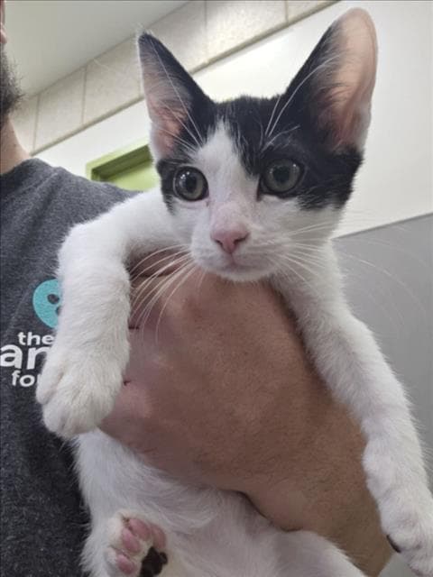 Ray - Domestic Short Hair