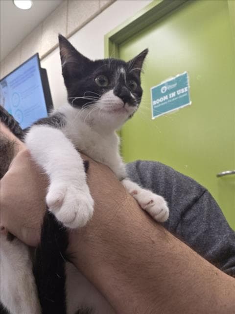 Kaleidos - Domestic Short Hair