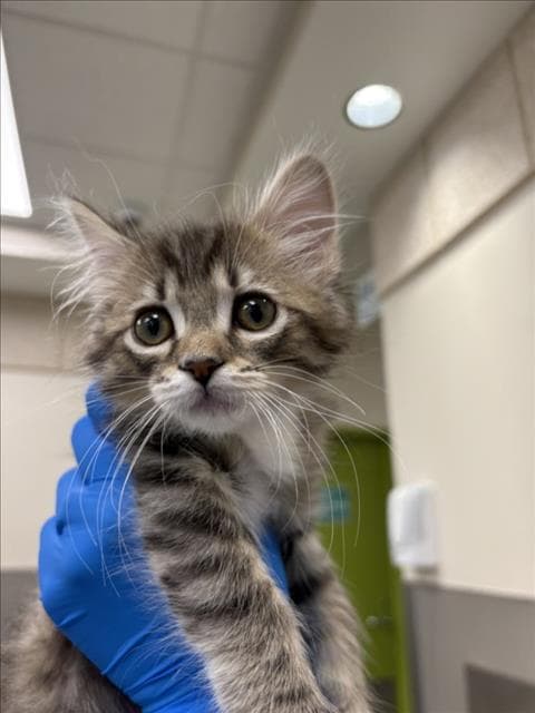 Rika - Domestic Medium Hair