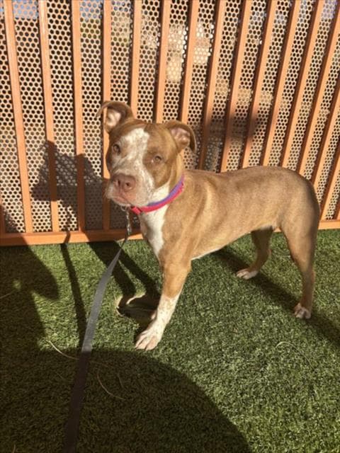 Moomies - Pit Bull Terrier