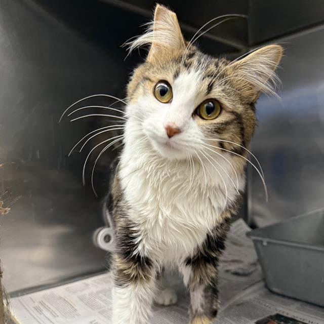 Opal - Domestic Medium Hair