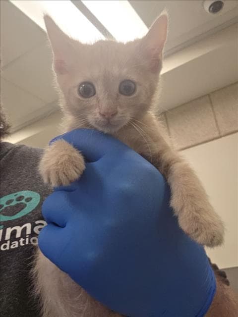 Clove - Domestic Short Hair