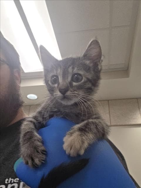 Nutmeg - Domestic Short Hair
