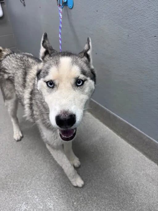 Zely - Husky