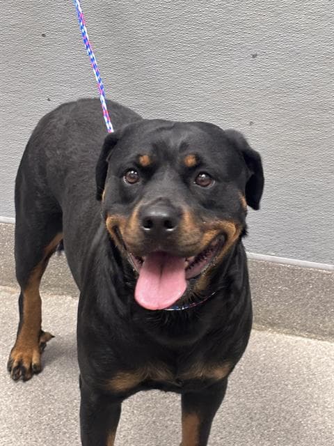Rose - Rottweiler