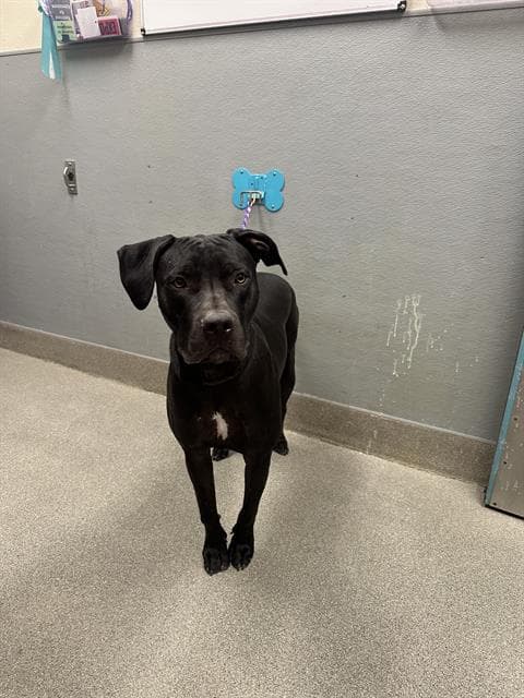 Nadia - Mastiff