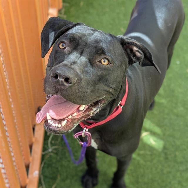 Nadia - Mastiff