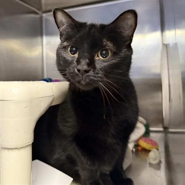 Macy - Domestic Short Hair