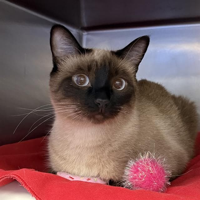 Molly - Domestic Short Hair