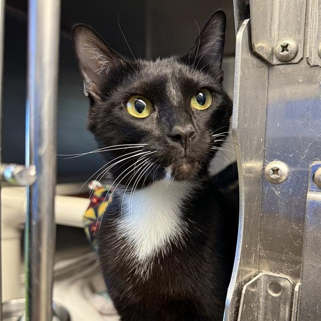 Dulce - Domestic Short Hair