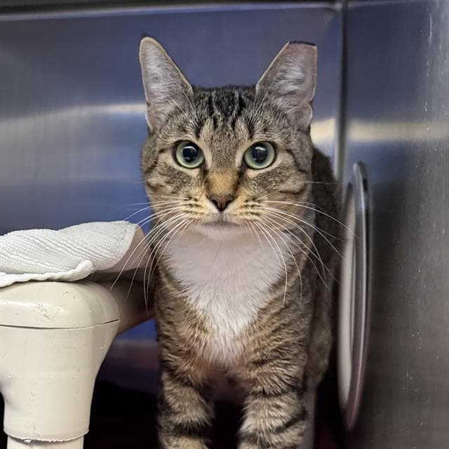Majesty - Domestic Short Hair