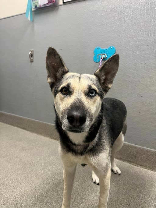 Scuba - Siberian Husky