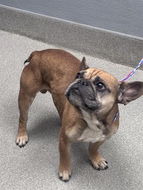 Powers - French Bulldog